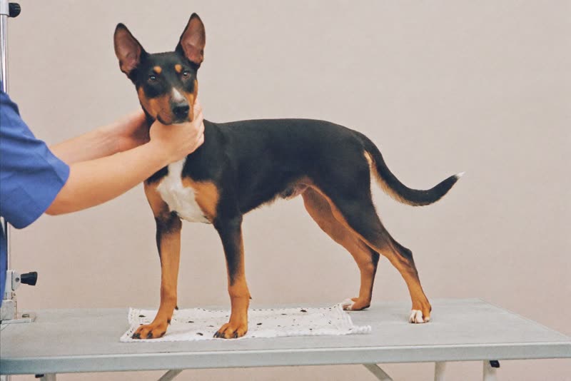 A dog standing calmly on a grooming table while being handled