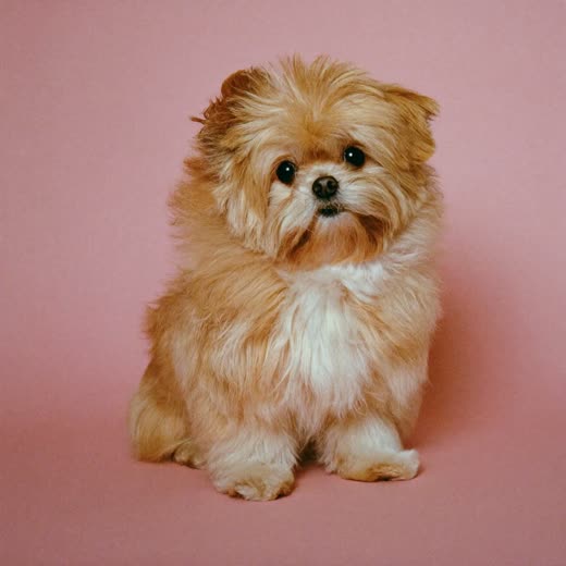 A small dog with a freshly blow-dried fluffy coat