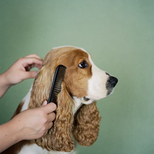 A spaniel's ear being combed through