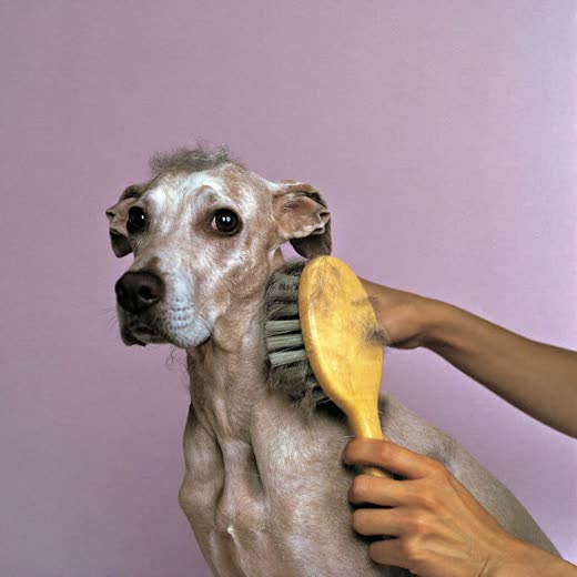 A short-coated dog being de-shed with a brush